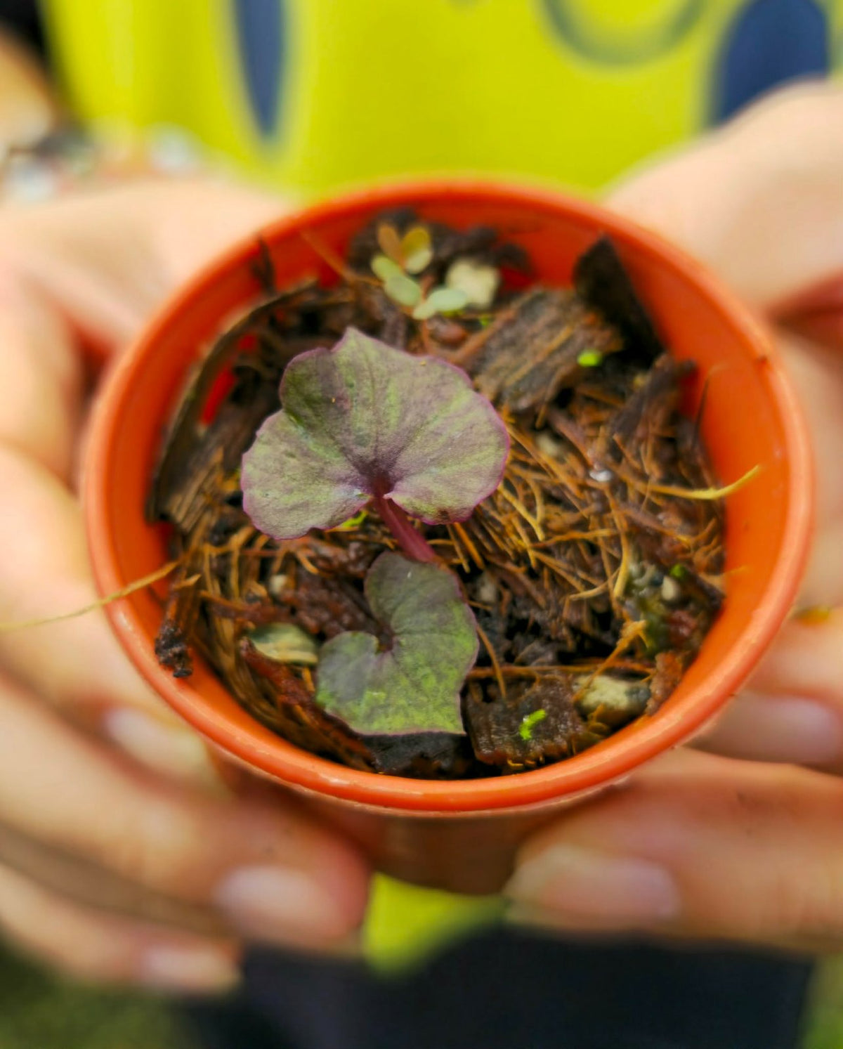 Nervilia Mamorata (purple) (PRE-ORDER)-CHU153