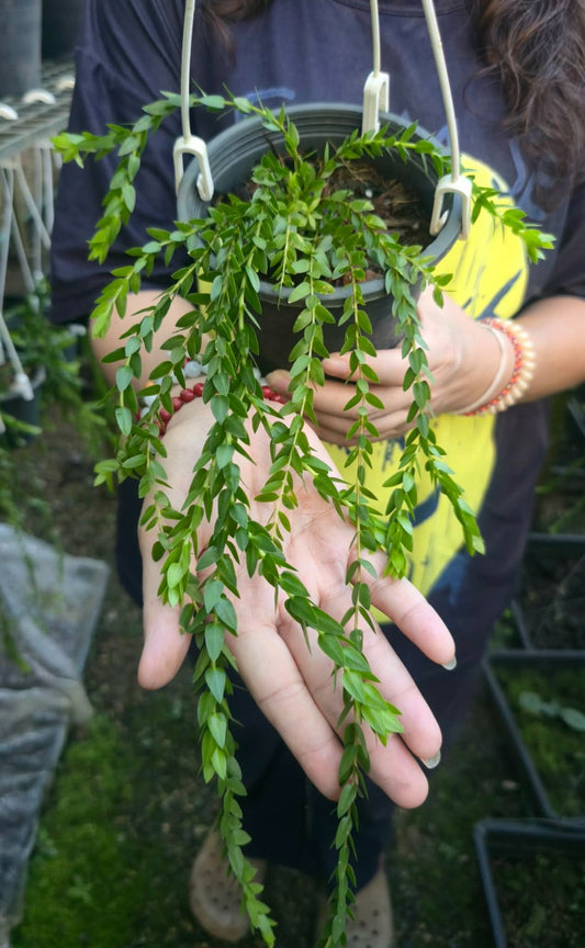 Huperzia Carinata 'Hang Hong' (PRE-ORDER)-CHU160