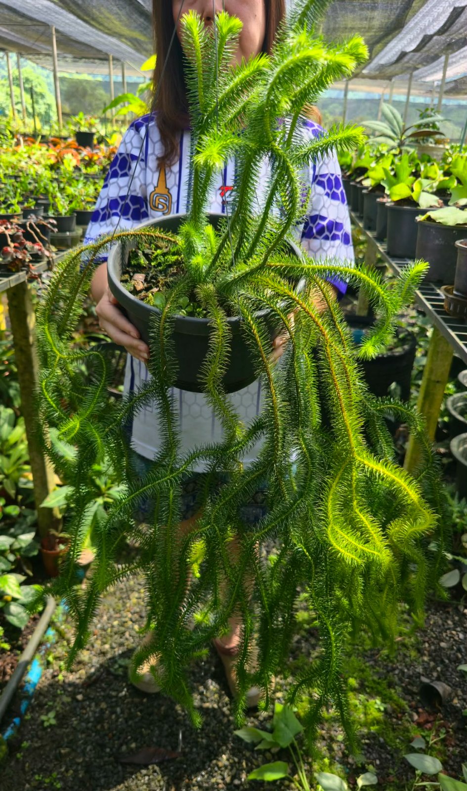 Huperzia Squarrosa - Large (PRE-ORDER)-CHU165