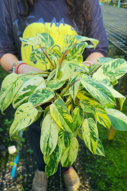 Philodendron emerald Queen var. (PRE-ORDER)-CHU169