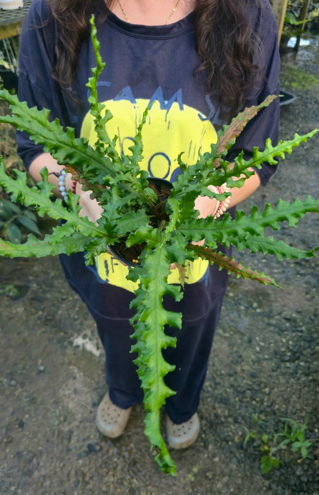 Tectaria fern (PRE-ORDER)-CHU175