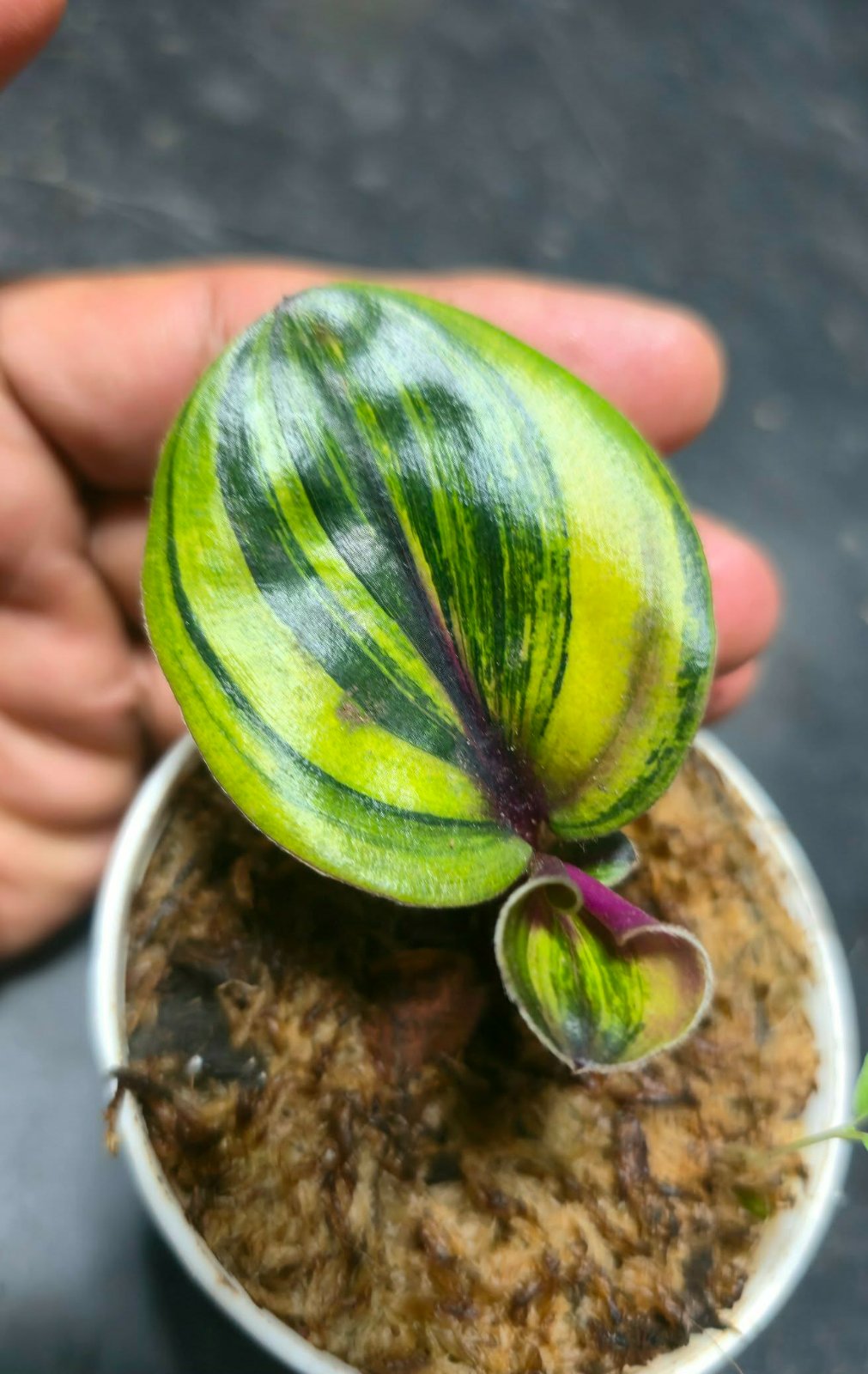 Geogenanthus Ciliatus aura-Flame var. (PRE-ORDER)-CHU179