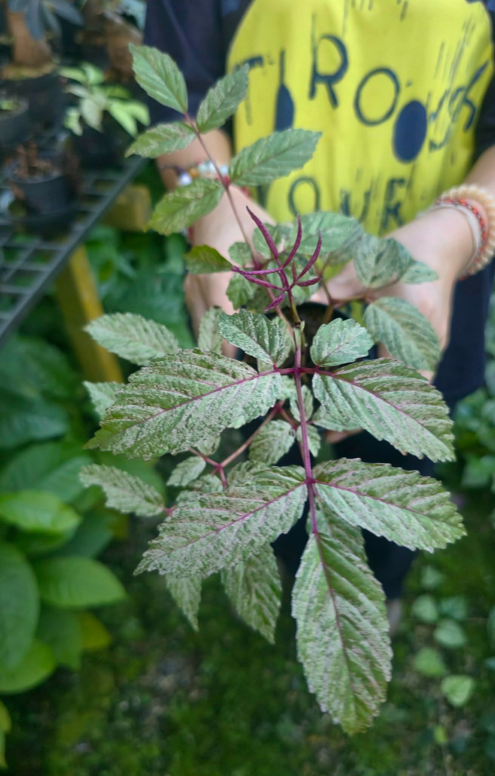 Leea indica pink var (PRE-ORDER)-CHU182