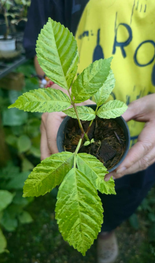Leea indica Aurea var (PRE-ORDER)-CHU183