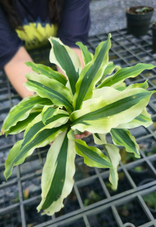 Kaempferia gilbertii 3-D (PRE-ORDER)-CHU185