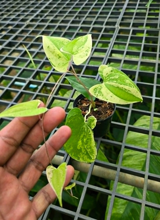 Dioscorea alata var. (PRE-ORDER)-CHU188