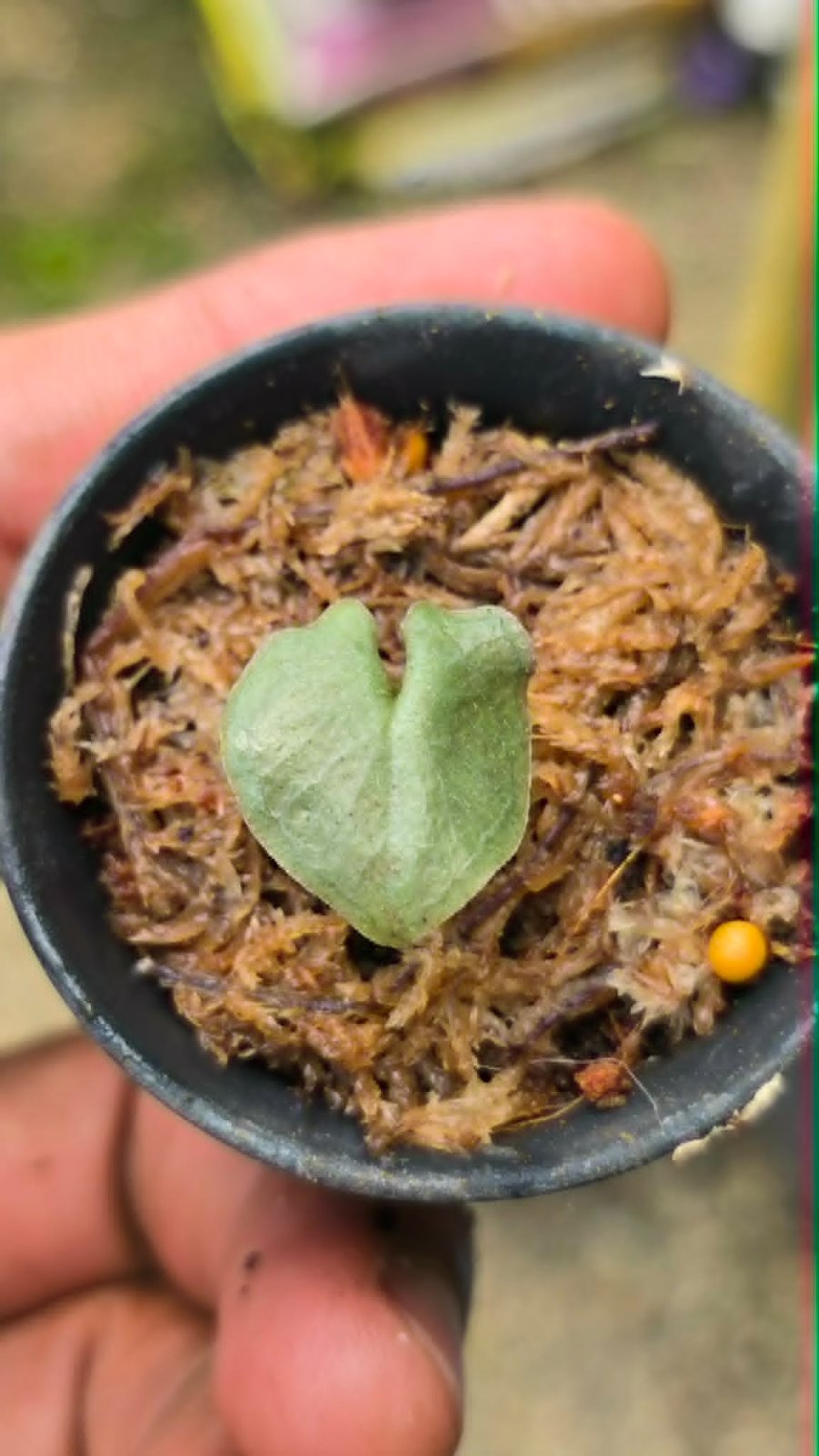 Corybas annamensis (PRE-ORDER)-CHU189