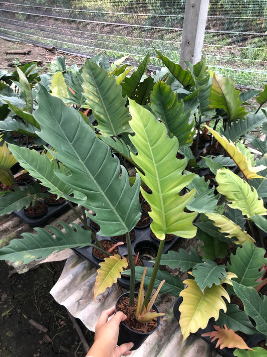 Philodendron Caramel Marble Green (Pluto) (Pre-Order)