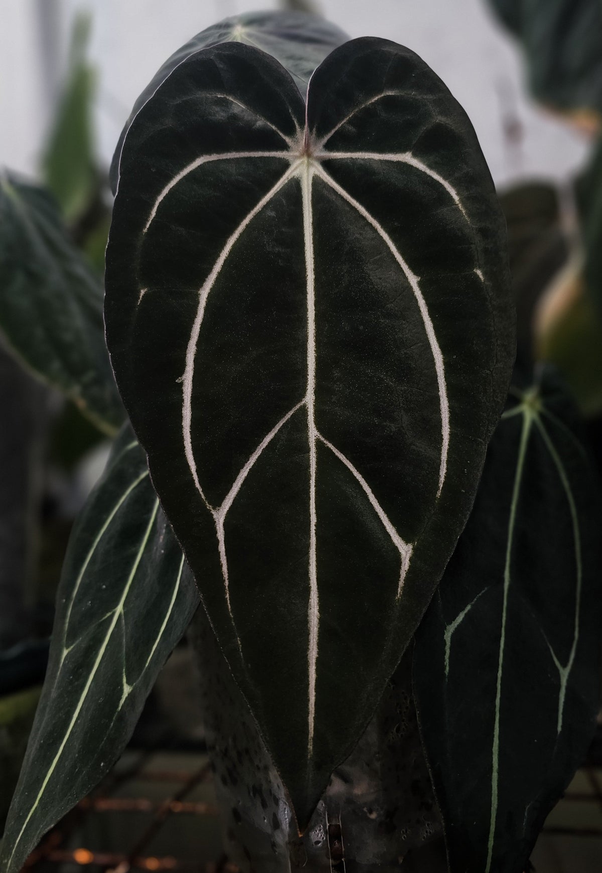 Carlablackiae TS3 (parent plant)