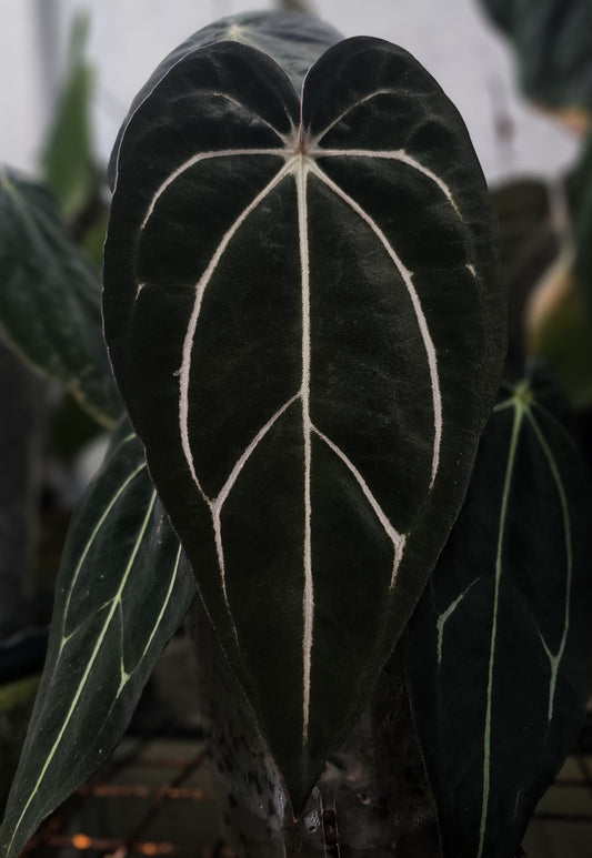 Carlablackiae TS3 (parent plant)