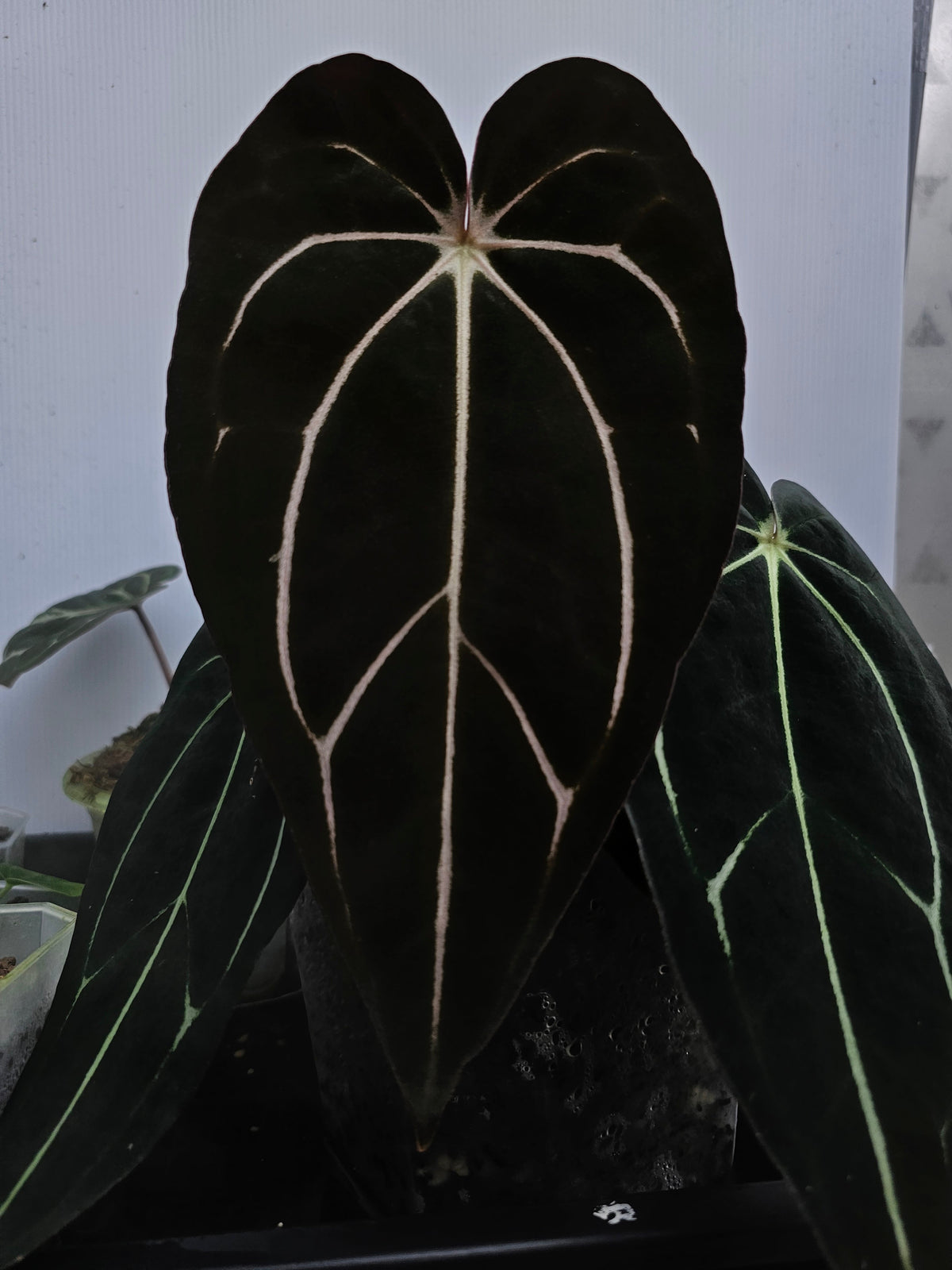Carlablackiae TS3 (parent plant)