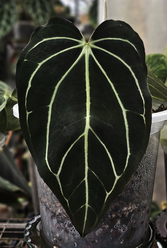 Carlablackiae TS6 (parent plant)