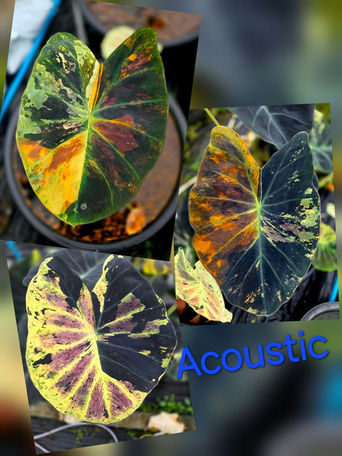 Colocasia Acoustic