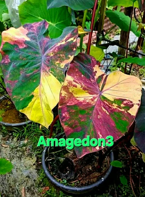 Colocasia Amagedon