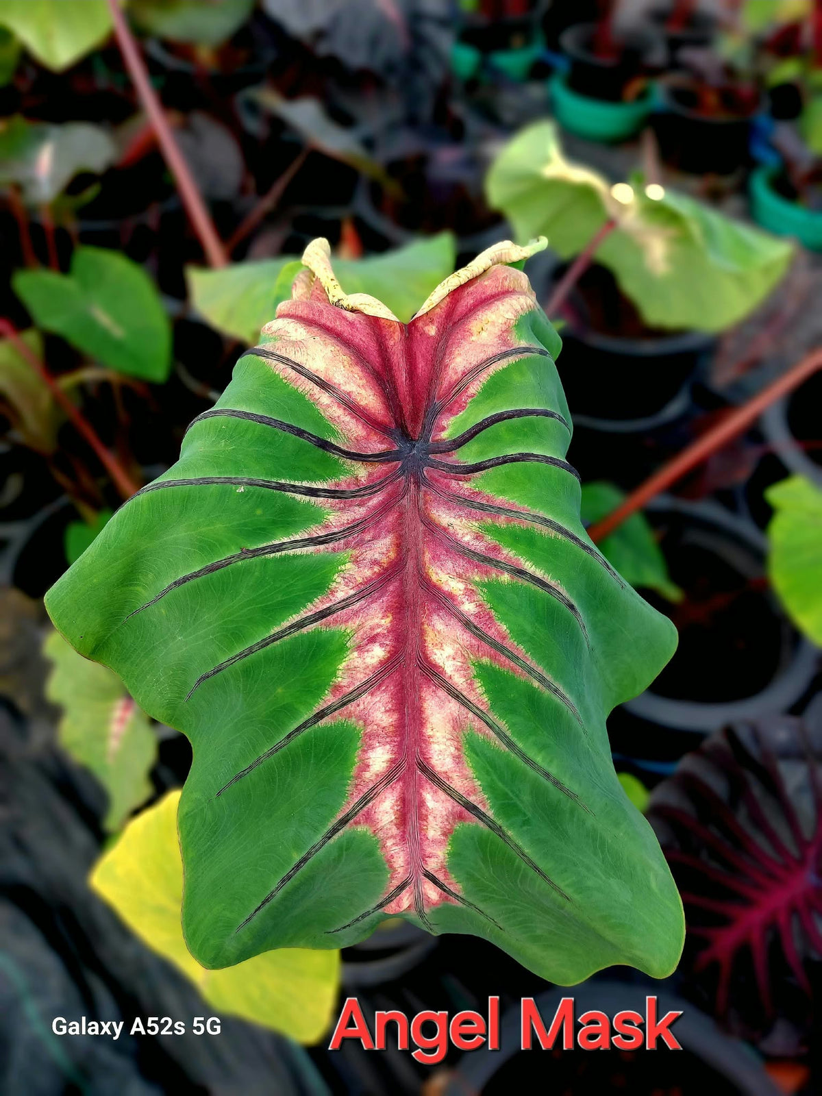 Colocasia Angel Mask
