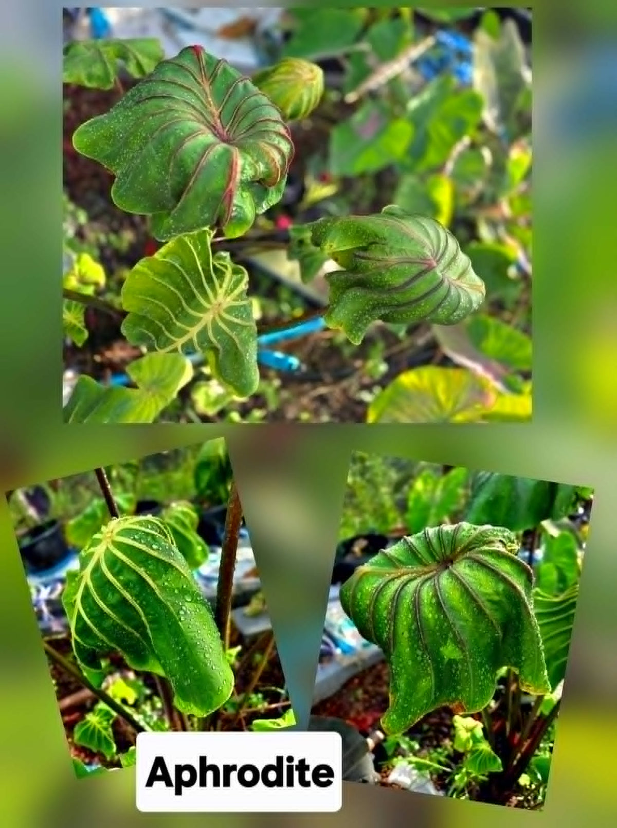 Colocasia Aphrodite