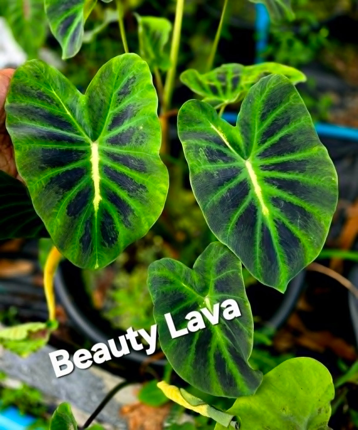 Colocasia Beauty Lava