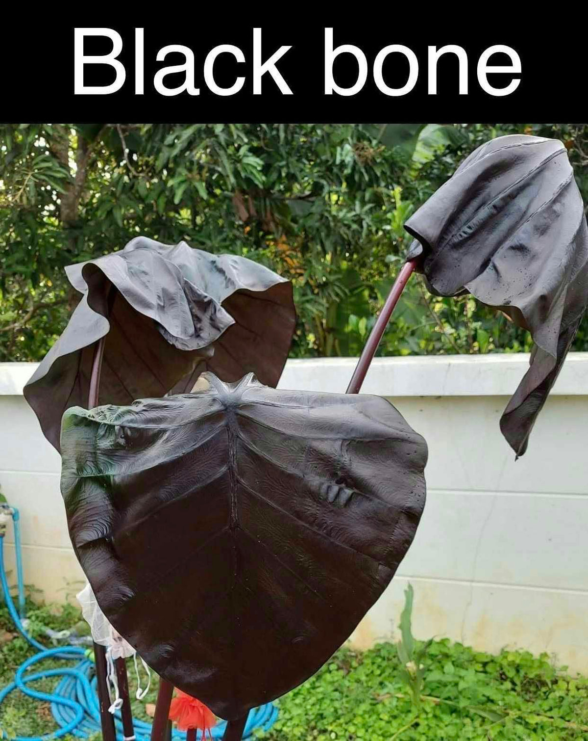 Colocasia Black Bones