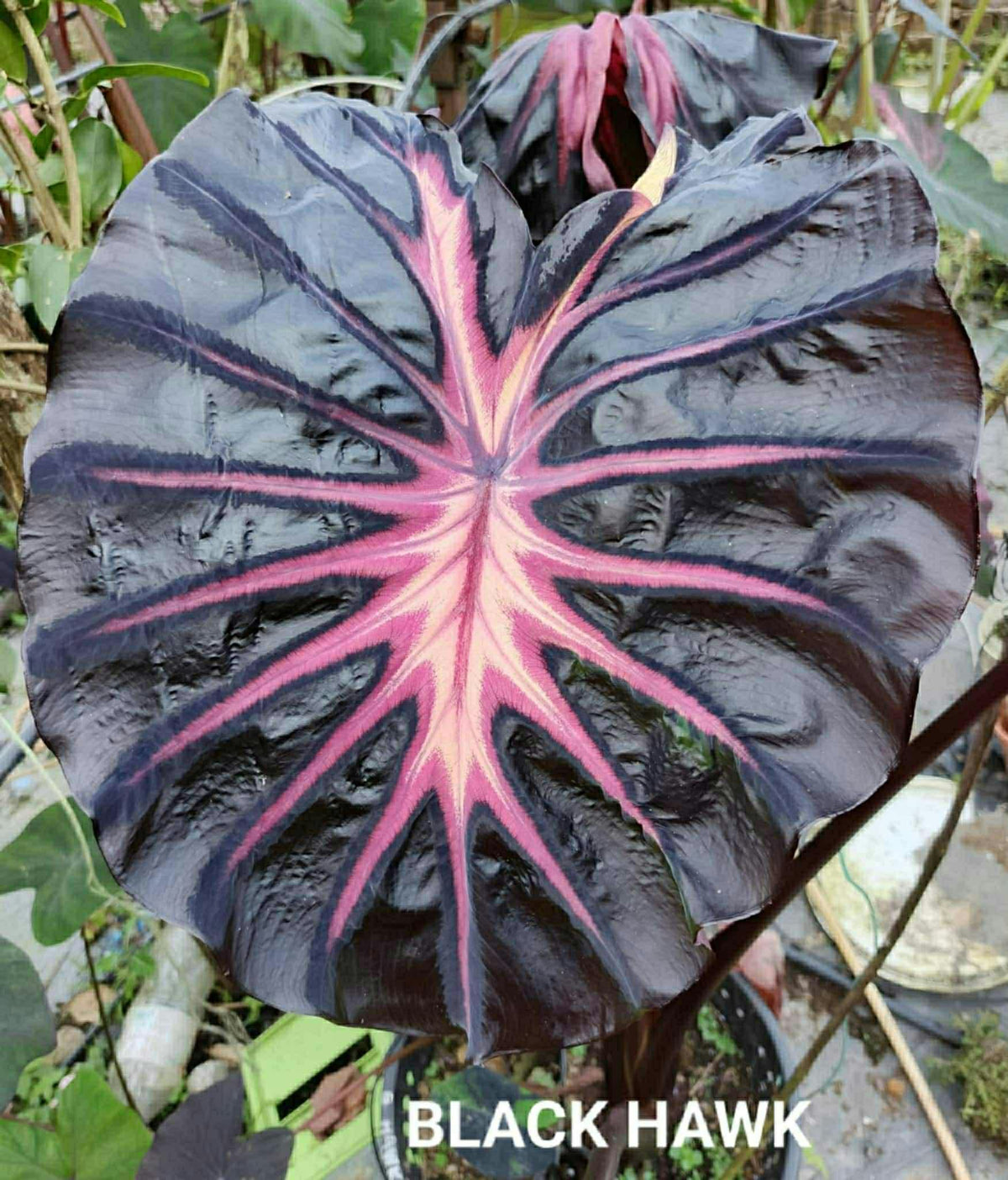 Colocasia Black Hawk