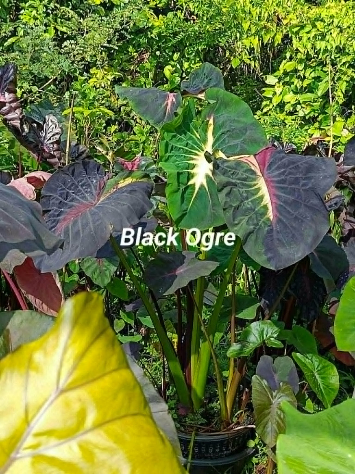 Colocasia Black Ogre