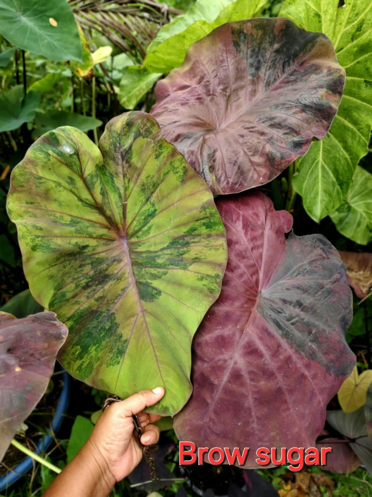 Colocasia Brown Sugar
