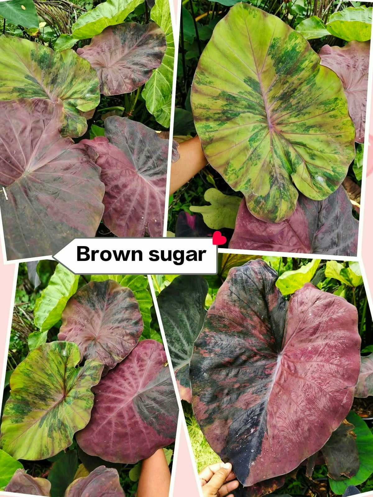 Colocasia Brown Sugar