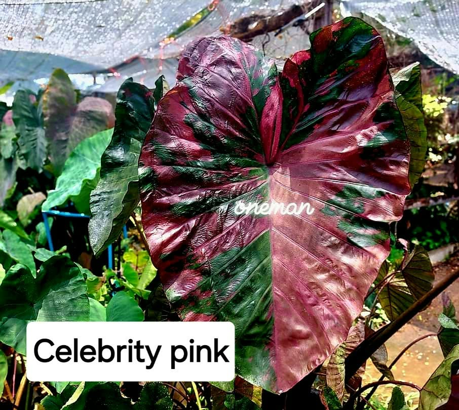 Colocasia Celebrity Pink