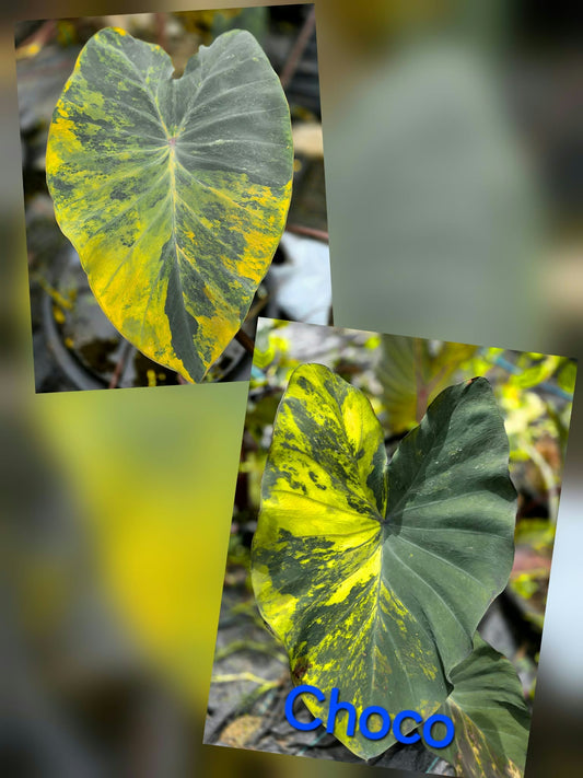 Colocasia Choco