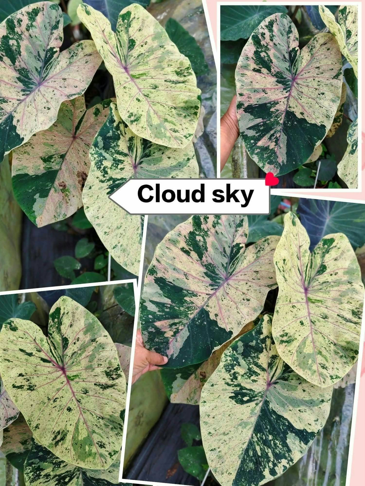 Colocasia Cloud Sky