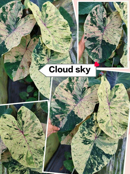 Colocasia Cloud Sky