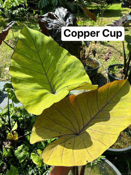 Colocasia Copper Cup