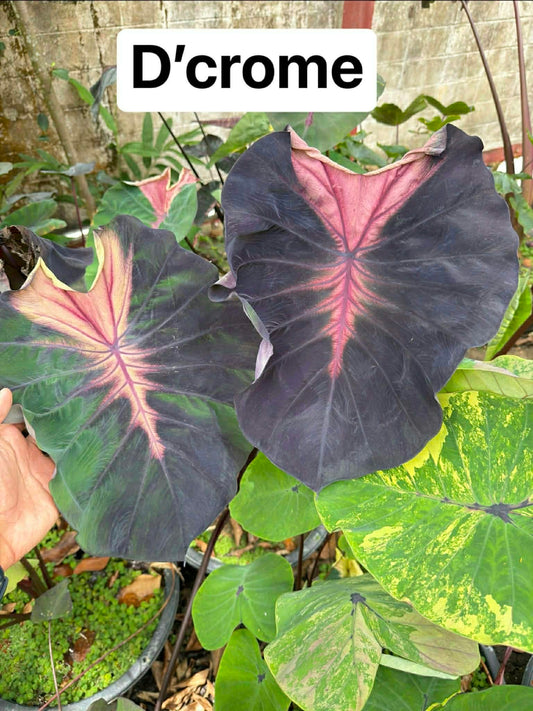 Colocasia D'Crome