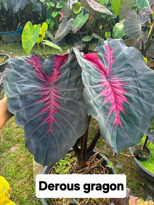 Colocasia Derous Dragon