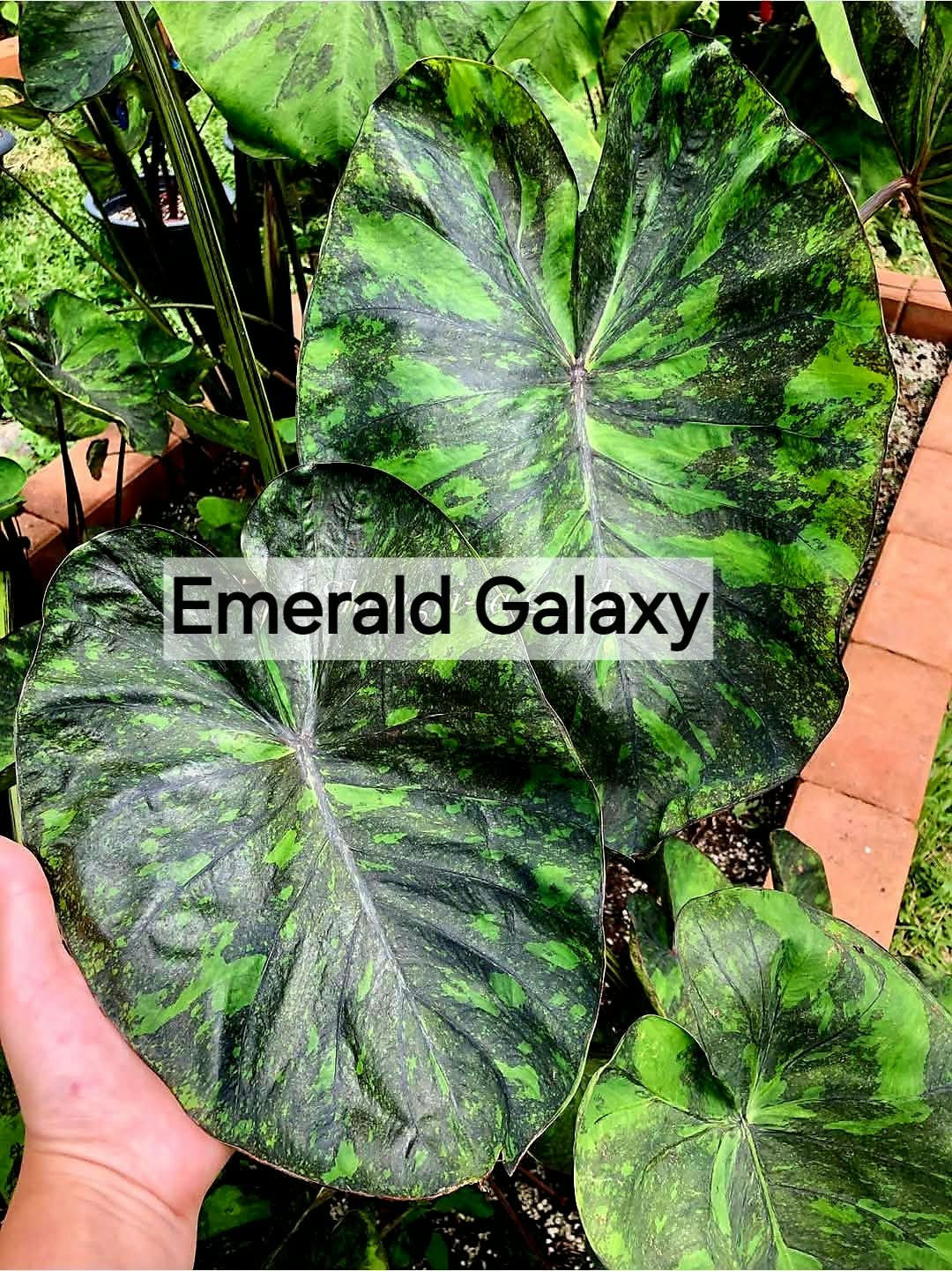 Colocasia Emerald Galaxy
