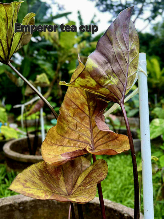 Colocasia Emperor Tea Cup