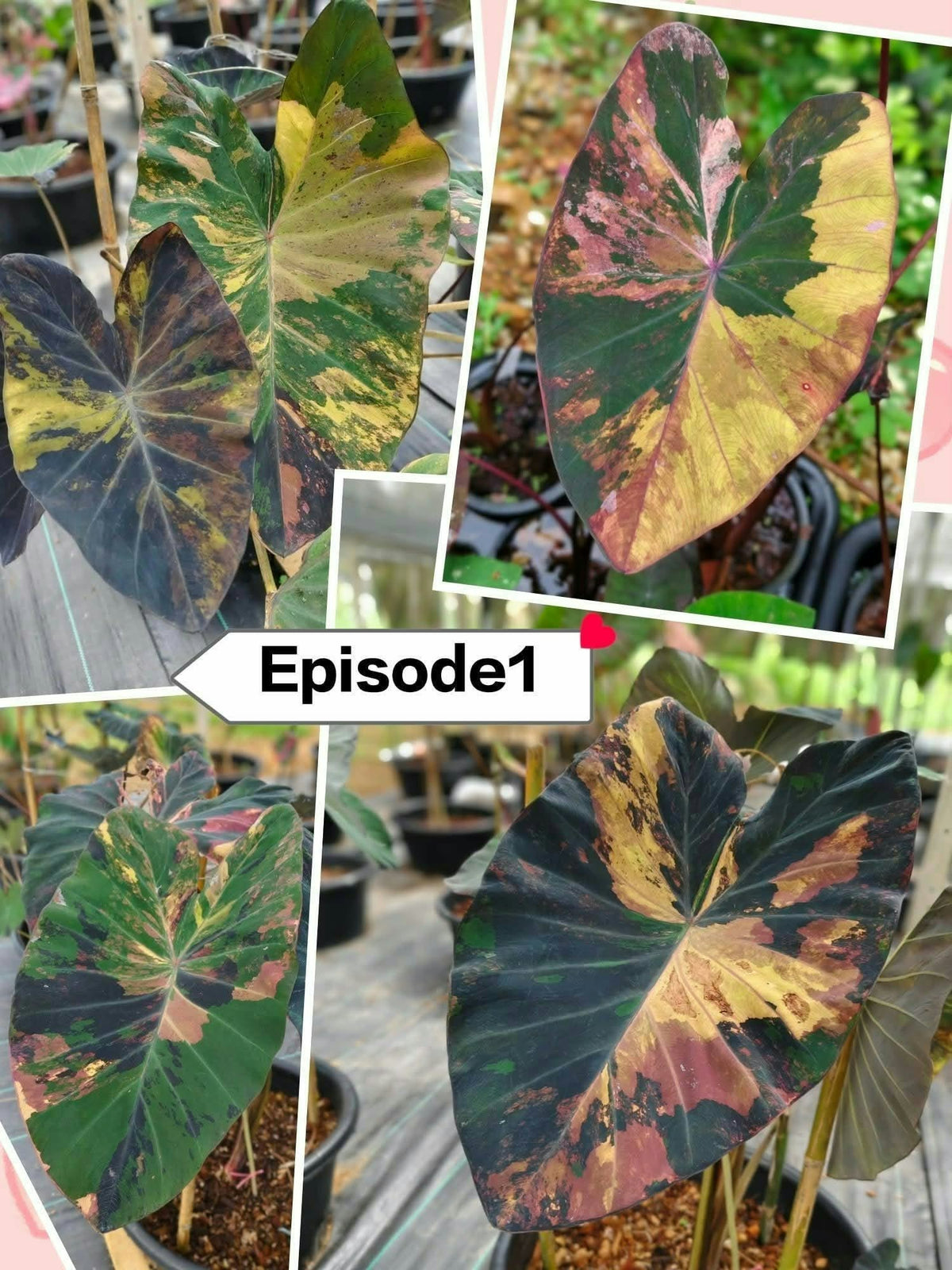 Colocasia Episode 1