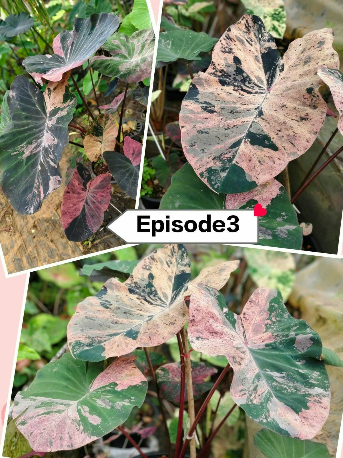 Colocasia Episode 3