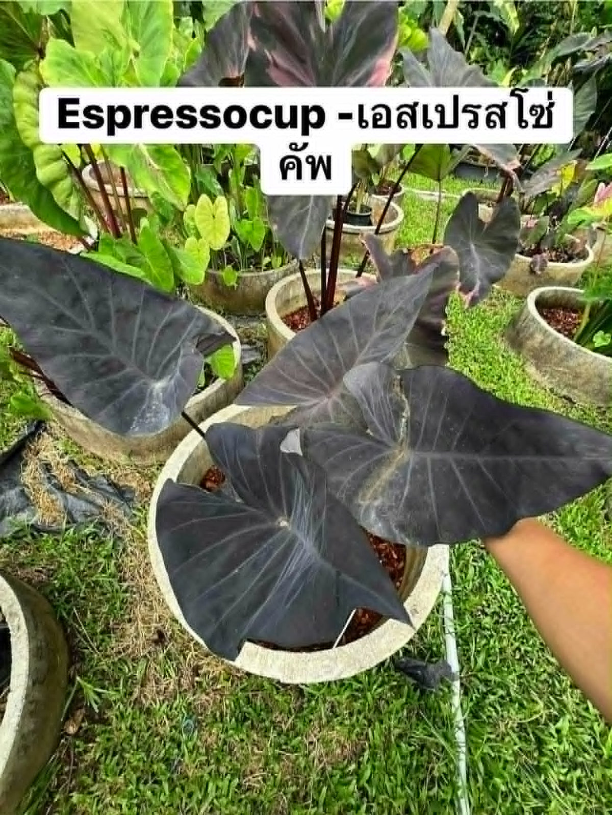 Colocasia Espresso Cup