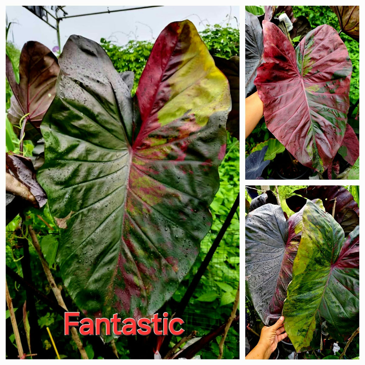 Colocasia Fantastic