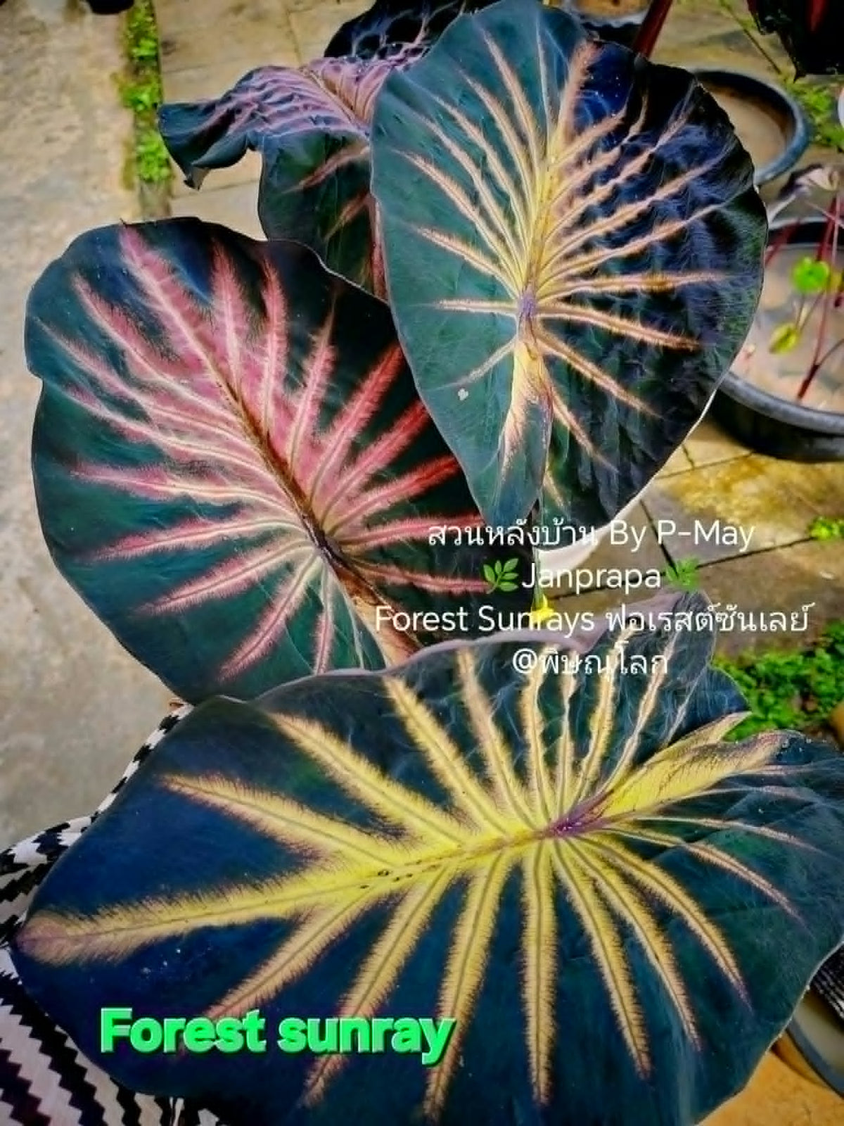 Colocasia Forest Sunday