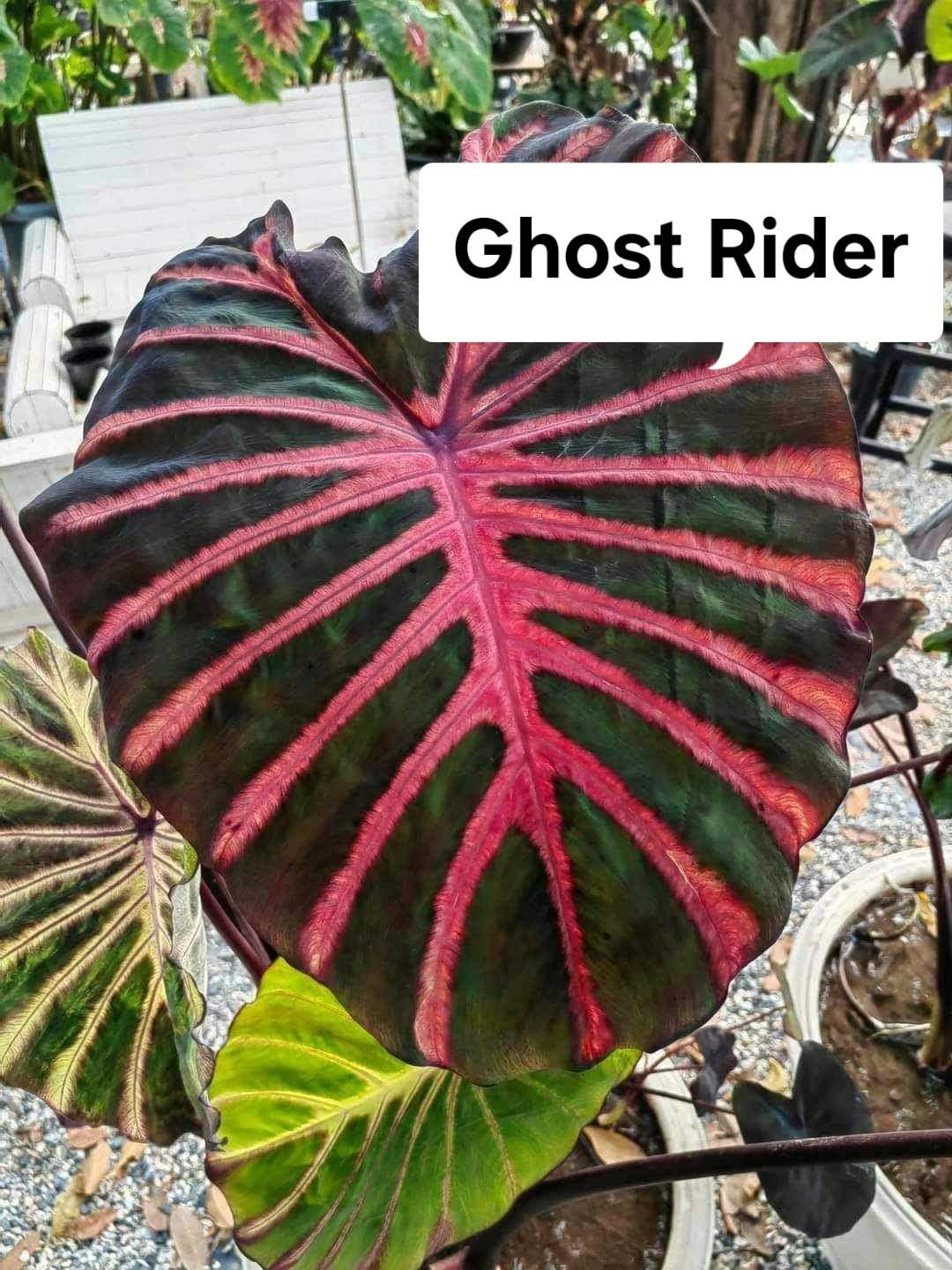 Colocasia Ghost Rider