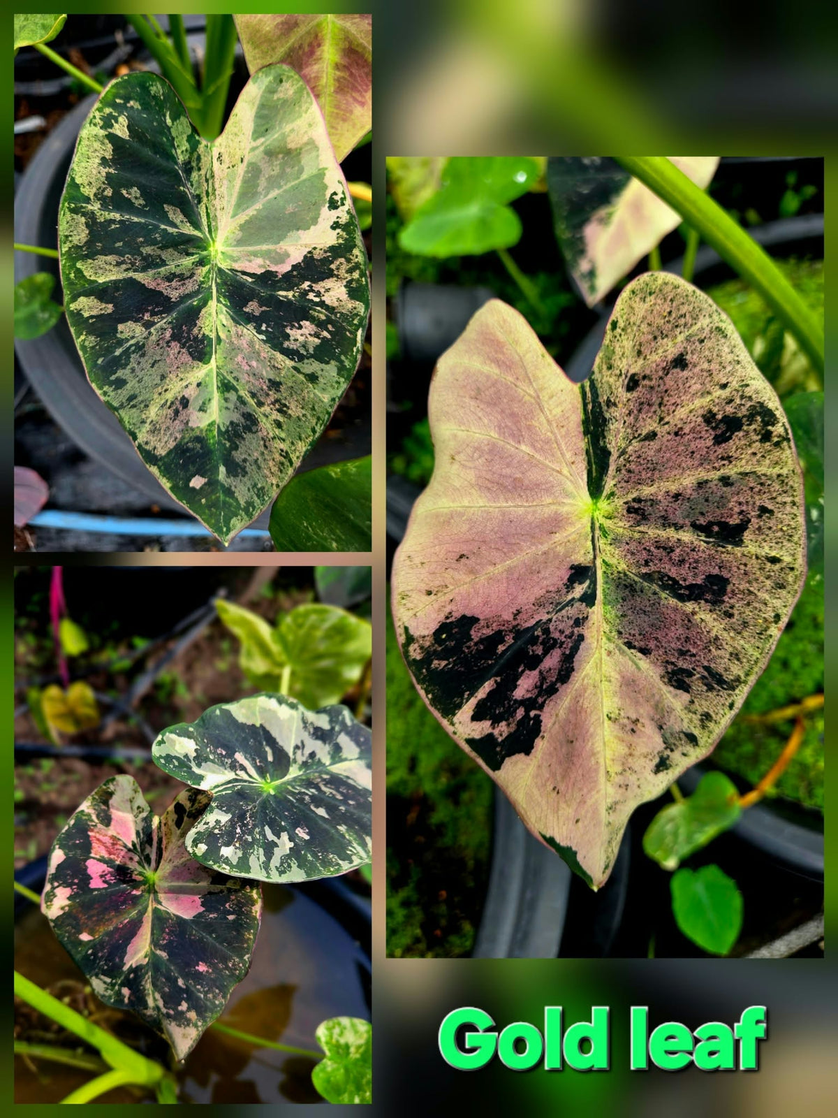 Colocasia Gold Leaf