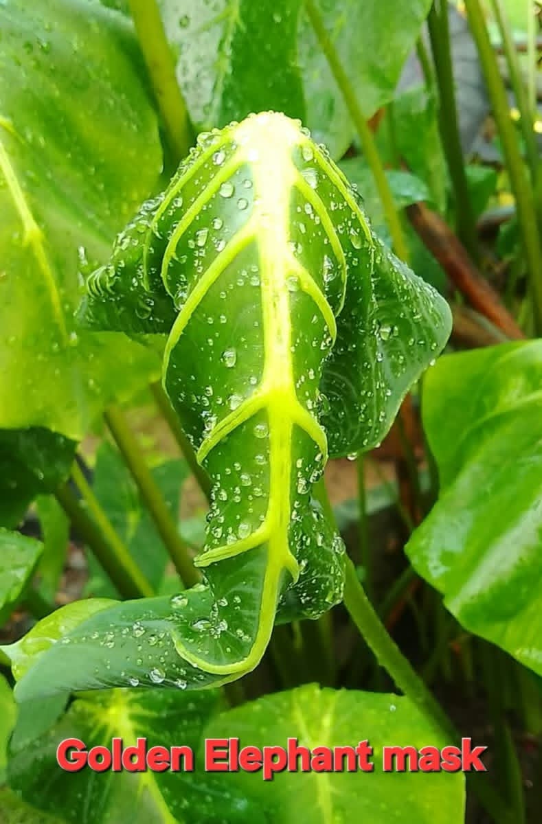 Colocasia Golden Elephant Mask