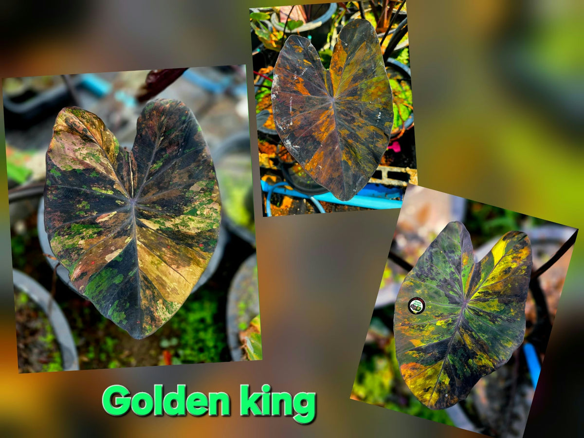 Colocasia Golden King