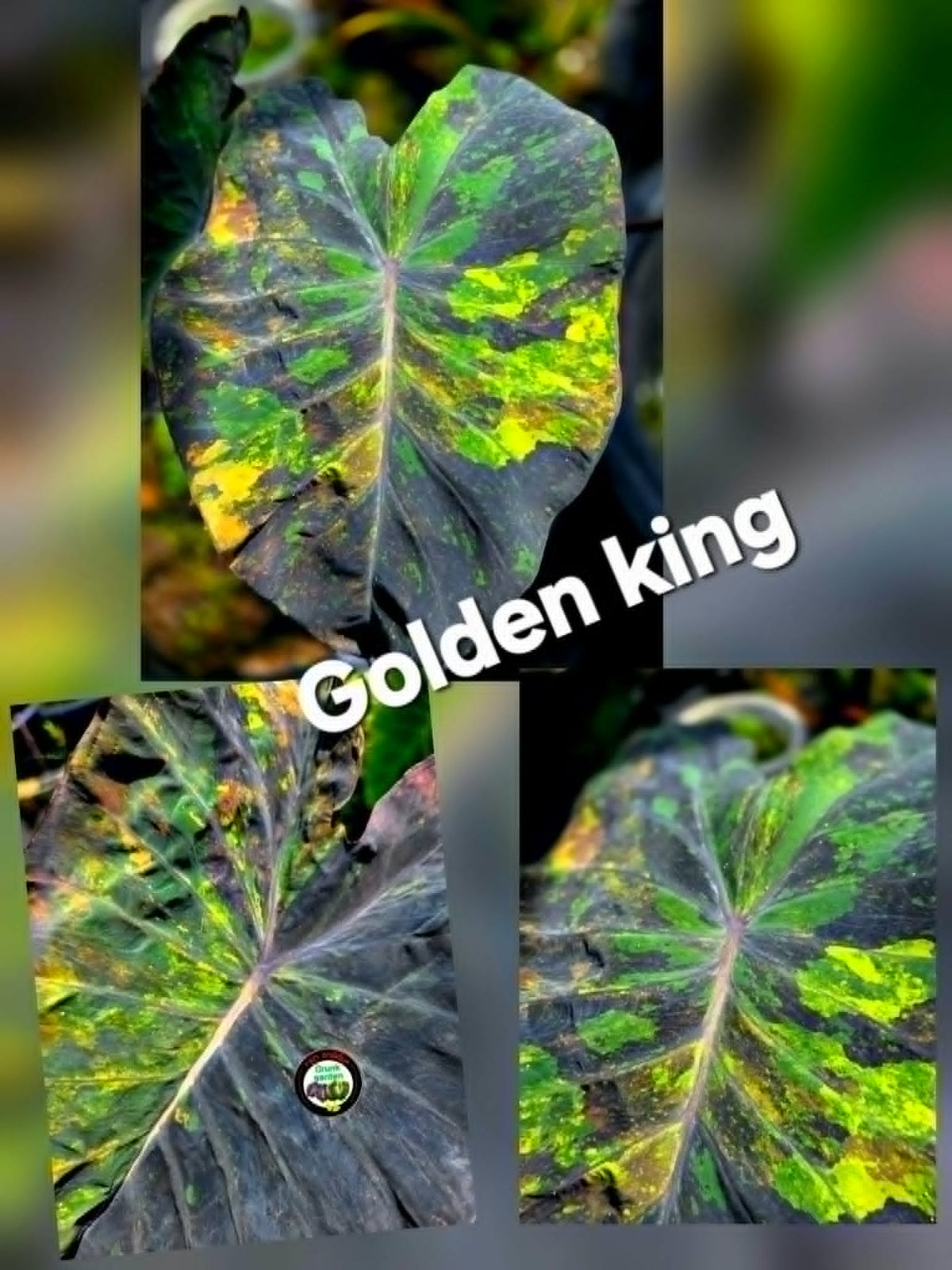 Colocasia Golden King