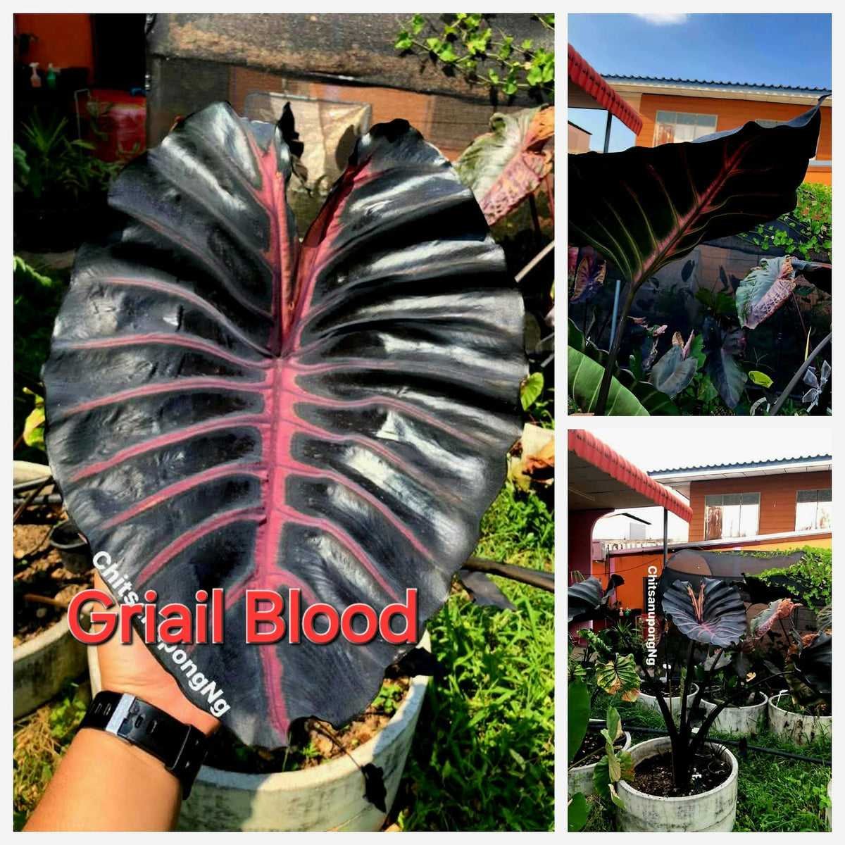 Colocasia Grail of Blood