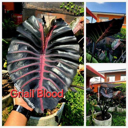 Colocasia Grail of Blood