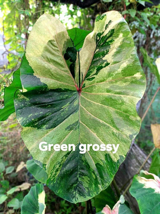 Colocasia Green Glossy