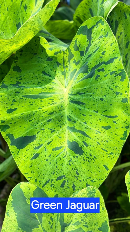 Colocasia Green Jaguar