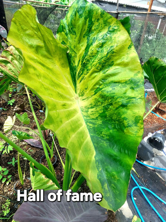 Colocasia Hall of Fame